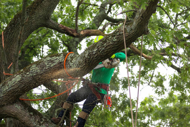 How Our Tree Care Process Works  in  Shanor Northvue, PA